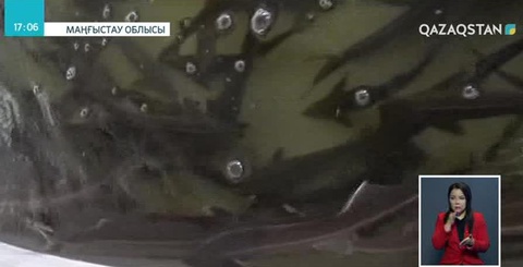 Сапасыз өнім шығынға батырды