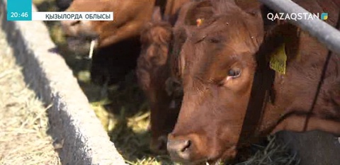 Қызылордаға Чехиядан  300-ге жуық  ангус сиыр әкелінді