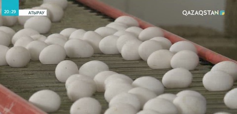 Атырауда құс өсіру шаруашылығы жүйелі жолға қойылған