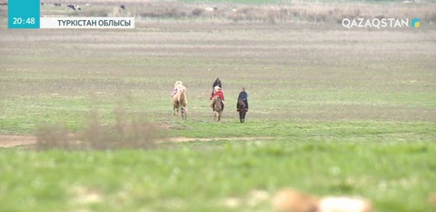 Саяхатшылар Түркістан облысының  тарихи орындарын енді түйемен аралайды