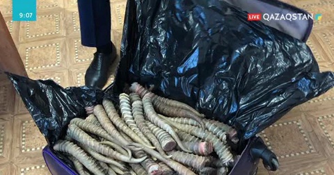 Батыс Қазақстанда шекарадан киік мүйізін алып өтпекші болған Өзбекстан азаматы ұсталды