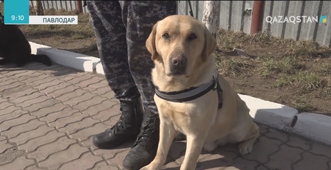 Павлодарда полицияның қызметтік иттері марапатталды