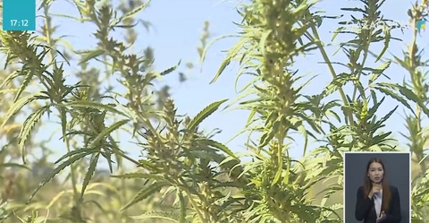 Қарасора қатерлі ісіктен қорғайды