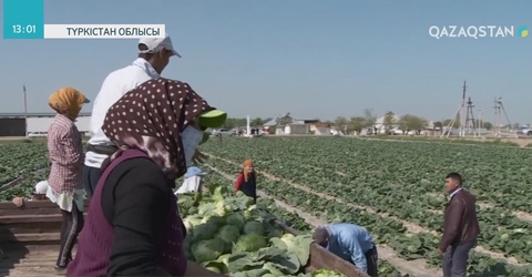 Түркістан облысының диқандары алғашқы өнімдерін жинап үлгерді