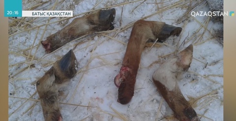 БҚО-да мал ұрлығы өршіп тұр