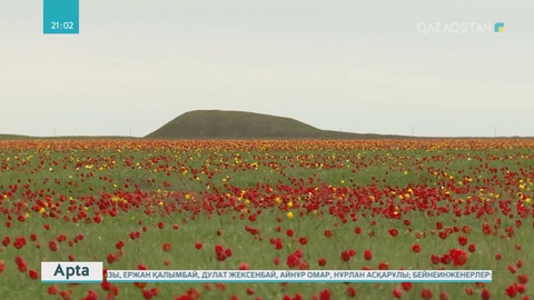 БҚО-ның Қайыңды ауылында қызғалдақ фестивалі өтті