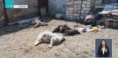 Атырауда белгісіз жыртқыш аң ұсақ малды қырып кеткен