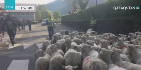 Францияда 15 қой мектепке қабылданды