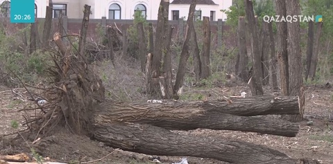 Ақтөбеде жасыл желек оталып жатыр