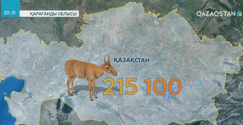 Қазақ даласында киіктер төлдеп жатыр