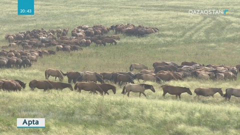 Осы аптада Мәжілісте ет және сүт өнімдерін экспорттау бойынша парламенттік тыңдау өтті