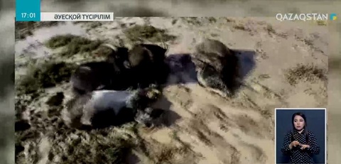 Нөсер жауыннан мал қырылды