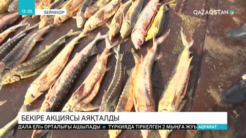 Еліміздің батыс аймақтарында басталған «Бекіре» балық қорын қорғау акциясы аяқталды