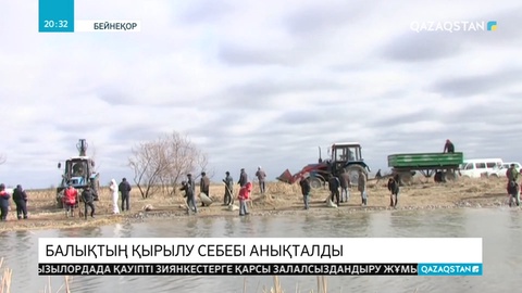 Жайықтағы балықтың жаппай қырылуына Атырау су арнасы кінәлі