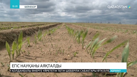 Барлық өңірде егіс науқаны аяқталды