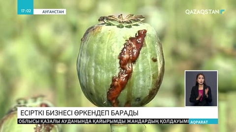 Ауғанстанға «нарко мемлекетке» айналу қаупі төніп тұр