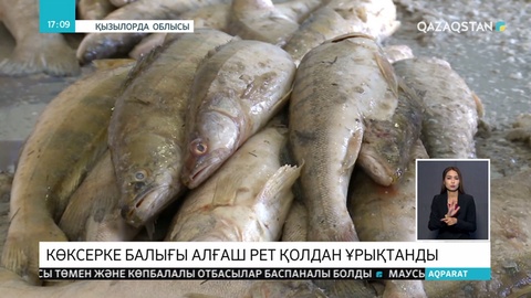 Елімізде алғаш рет көксерке балығы қолдан ұрықтандырылып, көбейтіліп жатыр
