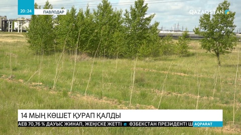 Павлодарда 14 мың көшет қурап қалды