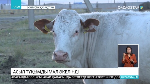 Солтүстік Қазақстан облысына биыл Европадан 1000-нан астам ірі қара мал әкелінді
