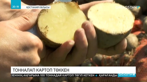 Қостанайда белгісіз біреулер Тобыл өзенінің аңғарына 100 тоннадай картопты төгіп кеткен