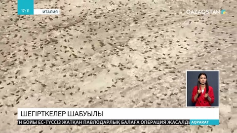 Италияның Сардиния аралында шегіртке қаптап, егін алқаптарын жалмап жатыр