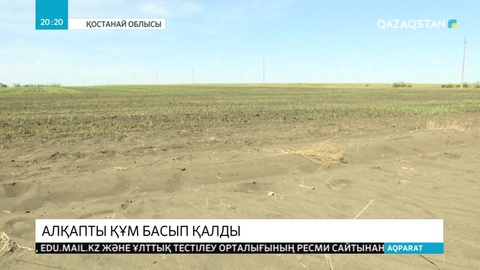Қарабалық ауданында майлы дақыл егілген 3 мың гектар алқапты құм басып қалды