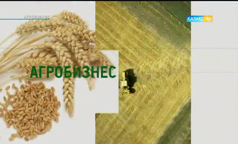 «Агробизнес». Мәскеуліктер қымыздың дәміне тамсанады (ВИДЕО)