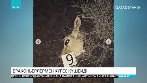 Браконьерлермен күресте министрліктер мен құқық қорғау органдары бірлесетін болды