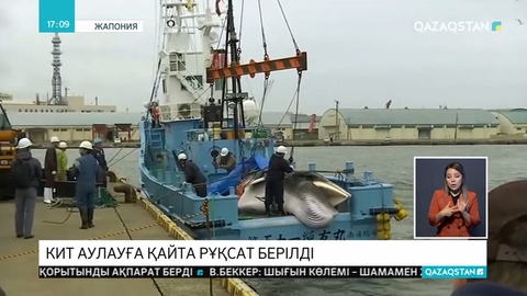 Жапонияда 31 жылдан бері алғаш рет киттерді коммерциялық мақсатта аулауға рұқсат берілді