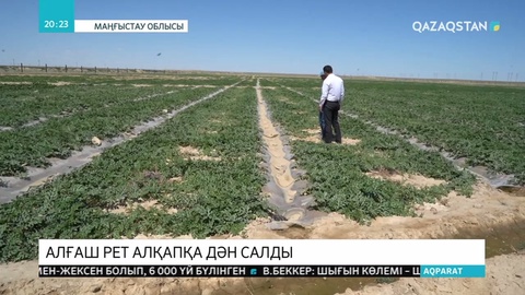 Бейнеу ауданында  шаруалар  алғаш рет  алқапқа дән екті