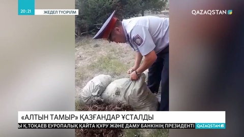 Қызыл кітапқа енген «Алтын тамыр» өсімдігін қазған 12 адам ұсталды