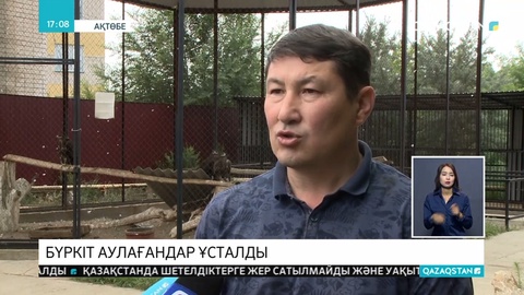 Ақтөбе облысында қызыл кітапқа енген бүркіт балапандарын сатпақ болған адам ұсталды