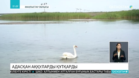 Маңғыстауда шөл далада адасқан аққулар табылды