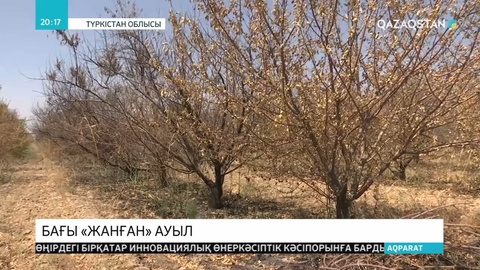 Арыс іргесіндегі Ақдала ауылының күтіп-баптап отырған алма бағы жарылыс кезінде жанып кеткен