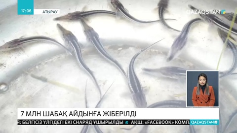 Бекіре тұқымдас балықтар айдынға жіберілді