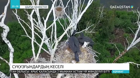 Шығыс Қазақстан облысында су құзғындары балықты қырып жатыр
