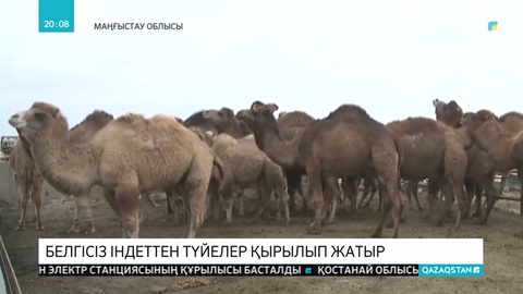 Маңғыстау облысында белгісіз себептен түйелер қырылып жатыр