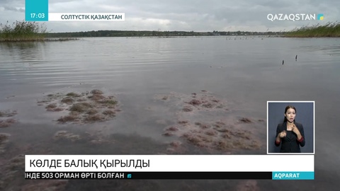 СҚО-да мөңке балығы қырылды