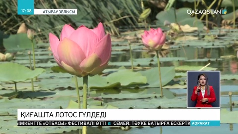 Атырауда лотос гүлдеді