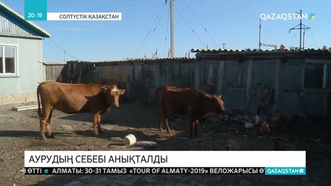 Дерматит ауруымен ауырған сиырлар саны 20-ға жетті
