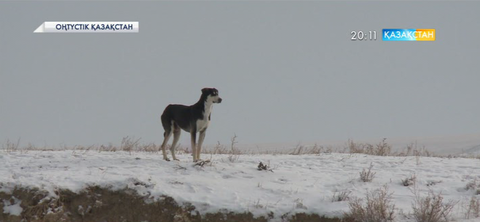 Түз тағысы төрт түлікті қырып барады