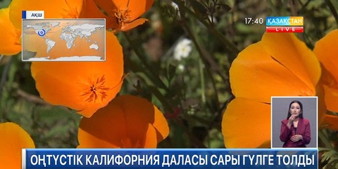 Оңтүстік Калифорния даласы сары гүлге толды