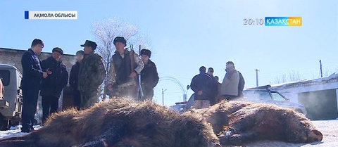 Ақмола облысында заңсыз аң аулағандар ұсталды