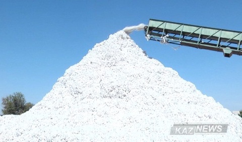 Оңтүстікте күннің суытуы  мақта  жинауға кедергі келтіре бастады