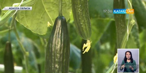 Степногор қаласындағы жылыжай кешенінде жаңаша әдіспен көкөніс өсіріліп одан мол өнім алынуда