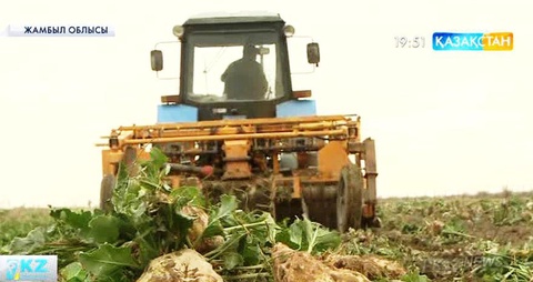 Жамбыл облысында қант қызылшасын жинау жұмысы басталды