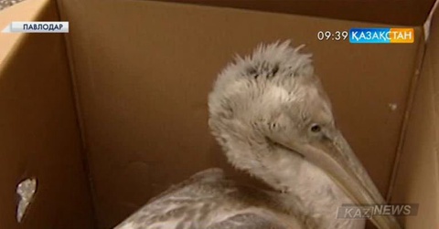 Жаралы бірқазан күтімге алынды