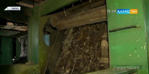 Тараздағы жүн өңдейтін зауыт кластерлік жүйеге өтпек