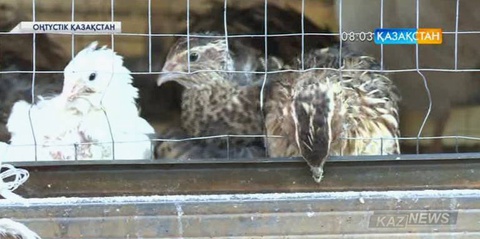 Шардара қаласының тұрғыны Марат Жұматаев бөдене өсіруді отбасылық кәсіпке айналдырған