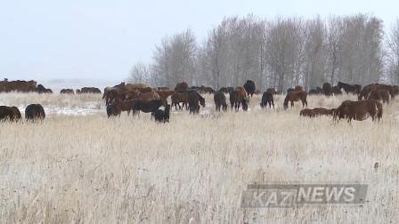 Шаруалар «Құлан» бағдарламасының  игілігін көруде